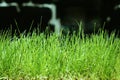 Grass macro ground