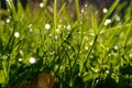 Grass in macro.