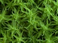 Grass macro photography, saturated green leaves close up Royalty Free Stock Photo