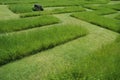 Grass maze 2 Royalty Free Stock Photo