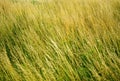 Grass in the meadow Royalty Free Stock Photo