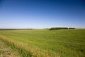 Grass meadow