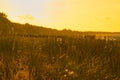 Grass meadow with bushes and flowers on a dune on the coast at sunset. Nature Royalty Free Stock Photo