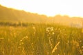 Grass meadow with bushes and flowers on a dune on the coast at sunset. Nature Royalty Free Stock Photo