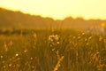 Grass meadow with bushes and flowers on a dune on the coast at sunset. Nature Royalty Free Stock Photo