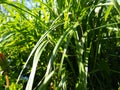 Grass meadow closeup with bright sunlight Royalty Free Stock Photo