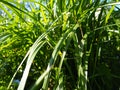 Grass meadow closeup with bright sunlight Royalty Free Stock Photo