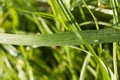 grass in the meadow