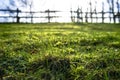 Grass in a meadow with drops of dew in the rays of the morning sun in the backyard, against a blurred background of a fence and a Royalty Free Stock Photo