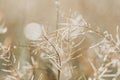 Grass on meadow with drops of water dew in morning light in spring summer outdoors close-up macro, panorama. Beautiful artistic Royalty Free Stock Photo