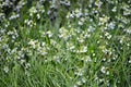 Grass and meadow flowers in dew drops at sunrise. Wallpaper green grass in dew. Green meadow grass after rain. Royalty Free Stock Photo