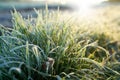 Grass on a meadow on an icy cold morning Royalty Free Stock Photo