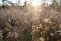 Grass in the meadow, in the light of the setting sun on a blurred background on a summer evening. Beautiful picture. Royalty Free Stock Photo