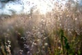 Grass in the meadow, in the light of the setting sun on a blurred background on a summer evening. Beautiful picture. Royalty Free Stock Photo