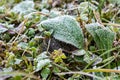 Grass and meadow plants, rimmed with frost Royalty Free Stock Photo