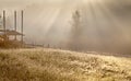 Grass on the meadow shining with dewsunrays through the dense fog.