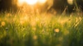 Grass in the meadow with sunlight in the morning. Nature background