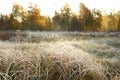 Grass in a meadow in white hoarfrost and dew and autumn yellow birch forest in the sunlight. Beautiful early morning in autumn. Royalty Free Stock Photo