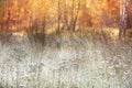 Grass in a meadow in white hoarfrost and dew and autumn yellow birch forest in the sunlight. Beautiful early morning in autumn. Royalty Free Stock Photo