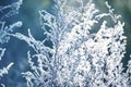 Grass in a meadow in white hoarfrost and dew and autumn yellow birch forest in the sunlight. Royalty Free Stock Photo