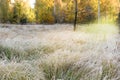 Grass in a meadow in white hoarfrost and dew and autumn yellow birch forest in the sunlight. Beautiful early morning in autumn. Royalty Free Stock Photo