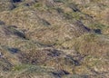 Grass on the meadow withered and bent to earth