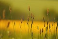 Grass on meadow, yellow color