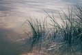 Green Grass in Milky Water