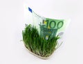 Grass and money Royalty Free Stock Photo