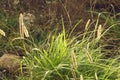 Grass is a monocotyledon plant, herbaceous plants with narrow leaves growing from the base. Royalty Free Stock Photo