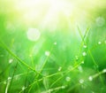 Grass with Morning Dew Drops Royalty Free Stock Photo