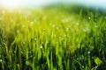 Grass with Morning Dew Drops