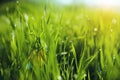 Grass with Morning Dew Drops Royalty Free Stock Photo