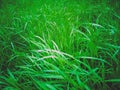 Grass, Morning Dew Drops Royalty Free Stock Photo