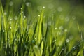 Grass and Morning Dew Drops Royalty Free Stock Photo