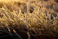 Grass with morning frost and yellow sunlight in the meadow, Royalty Free Stock Photo