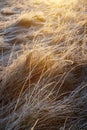 Grass with morning frost and yellow sunlight in the meadow, Royalty Free Stock Photo