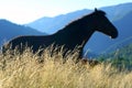 Grass in the morning light on the background of horses in th Royalty Free Stock Photo