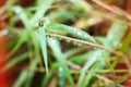 Grass and morning dew water drops Royalty Free Stock Photo