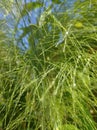 Grass and morning sun Royalty Free Stock Photo