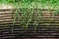 Grass and moss grow on old brick wall Royalty Free Stock Photo