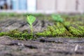 Moss and grass are growing on concrete. Royalty Free Stock Photo