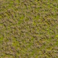 Grass with Moss. Seamless Texture. Royalty Free Stock Photo