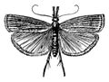 Grass Moth, vintage illustration