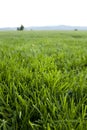 Grass with Mountain Horizon