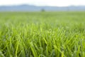 Grass with Mountain Horizon