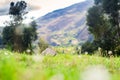 Grass and mountains with a dry trunk and plants