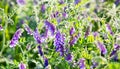 Grass mouse peas with purple flowers in the rays of the setting sun. Royalty Free Stock Photo