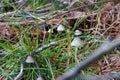 grass mushrooms mushrooms autumn forest nature plant outdoors