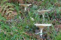 grass mushrooms mushrooms autumn forest nature plant outdoors